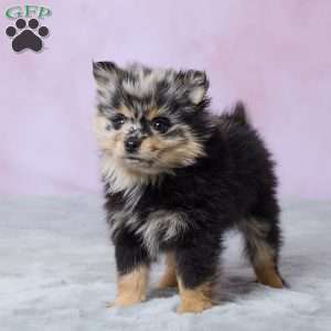 Daisy, Pomeranian Puppy
